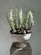 Castor Fleuriste, product: Griffes de Muguet (Thumbnail)