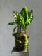 Castor Fleuriste, product: Muguet tontiné (Thumbnail)